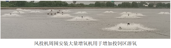 風(fēng)投機(jī)周圍安裝大量增氧機(jī)用于增加投飼區(qū)溶氧.png 風(fēng)投機(jī)周圍安裝大量增氧機(jī)用于增加投飼區(qū)溶氧.png