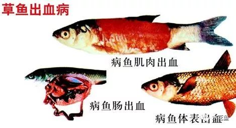 草魚出血病.png 草魚出血病.png