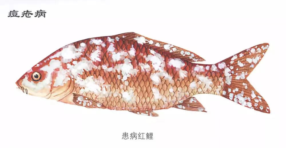 痘瘡病.jpg 痘瘡病.jpg