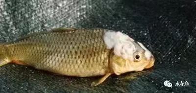 病魚.jpg 病魚.jpg