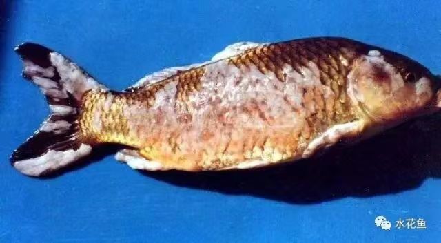 病魚2.jpg 病魚2.jpg