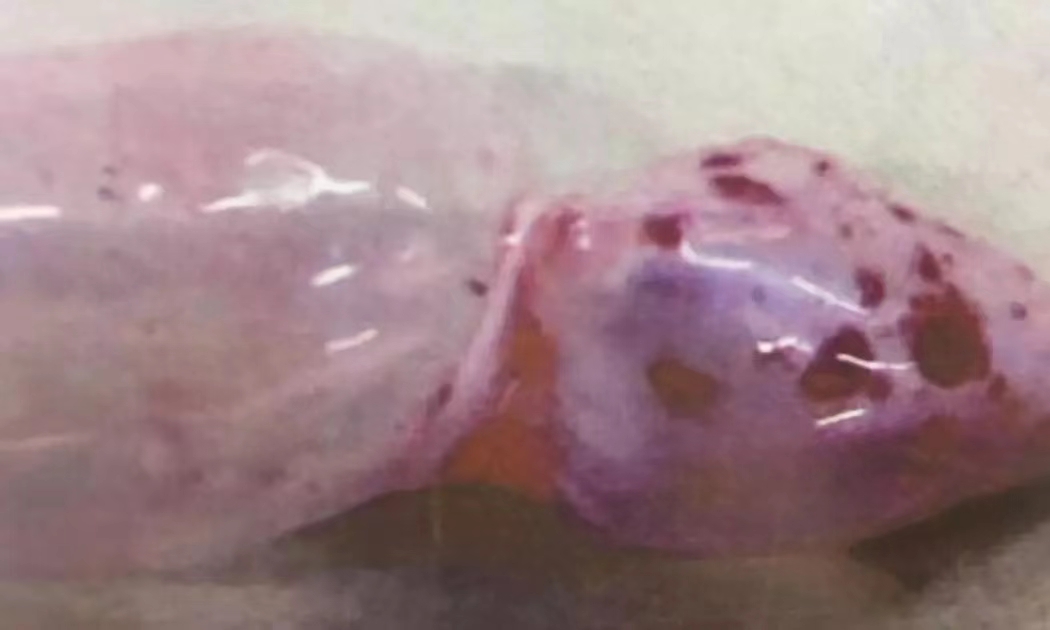 鯉魚魚鰾出血.jpg 鯉魚魚鰾出血.jpg