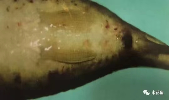 鯉肛門紅腫,體表出血.jpg 鯉肛門紅腫,體表出血.jpg