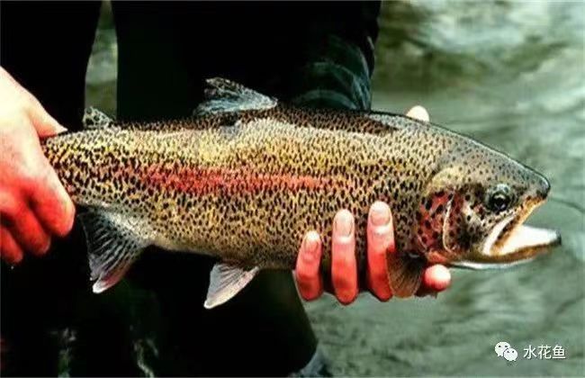 虹鱒魚.jpg 虹鱒魚.jpg