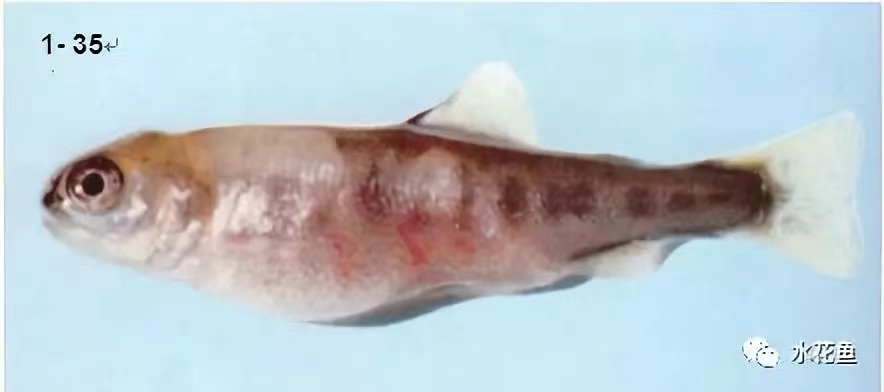 肌肉出血.jpg 肌肉出血.jpg