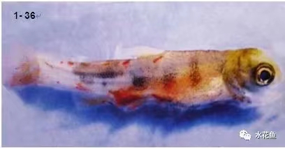 肌肉出血鮭魚.jpg 肌肉出血鮭魚.jpg