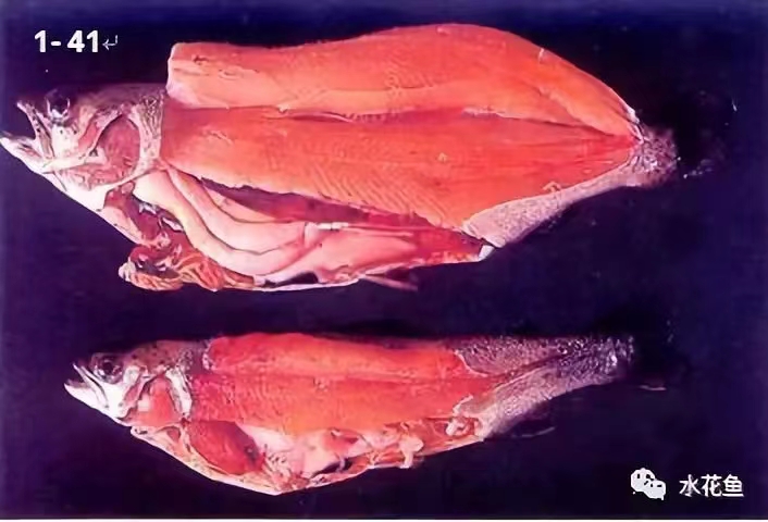 患病虹鱒肌肉出血.jpg 患病虹鱒肌肉出血.jpg