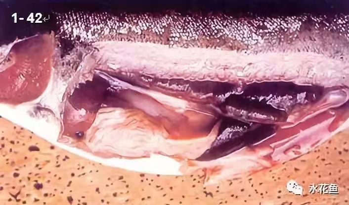 鰓蒼白,貧血,脾、腎腫大.jpg 鰓蒼白,貧血,脾、腎腫大.jpg